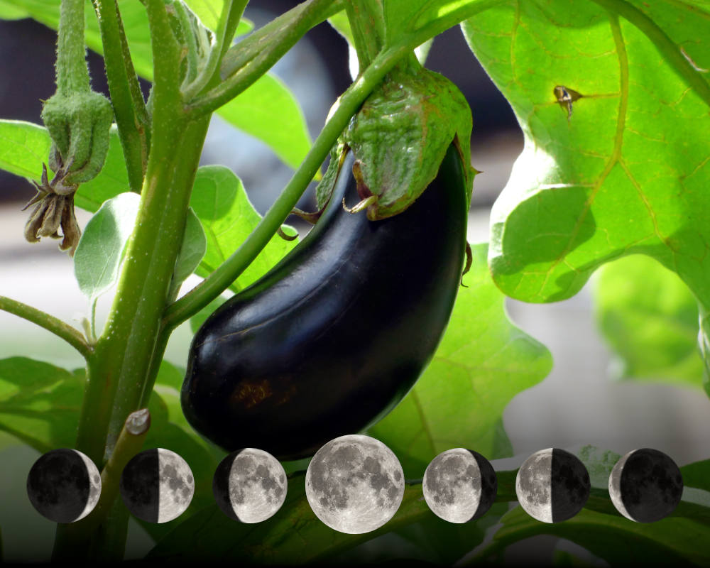 Cultiver les aubergines avec la lune