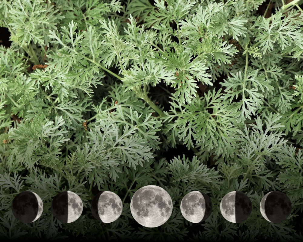 Cultiver l'absinthe avec la lune Cultiver l'absinthe avec la lune
