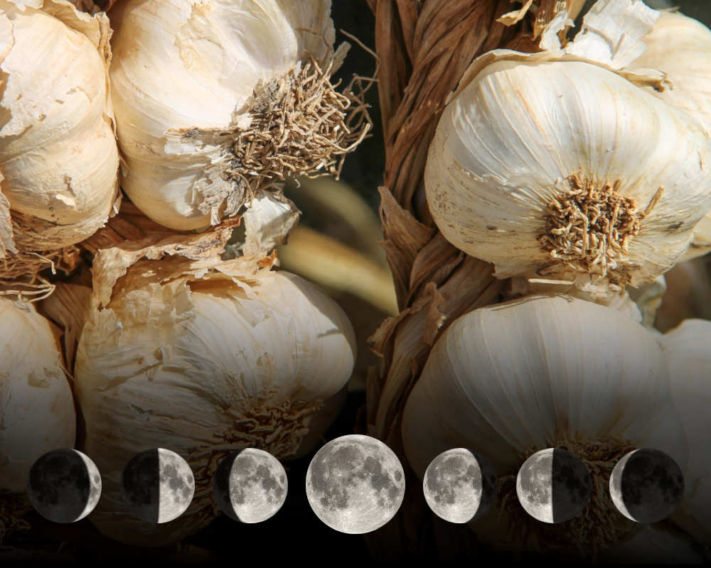 Cultiver l'ail avec la lune Cultiver l'ail avec la lune