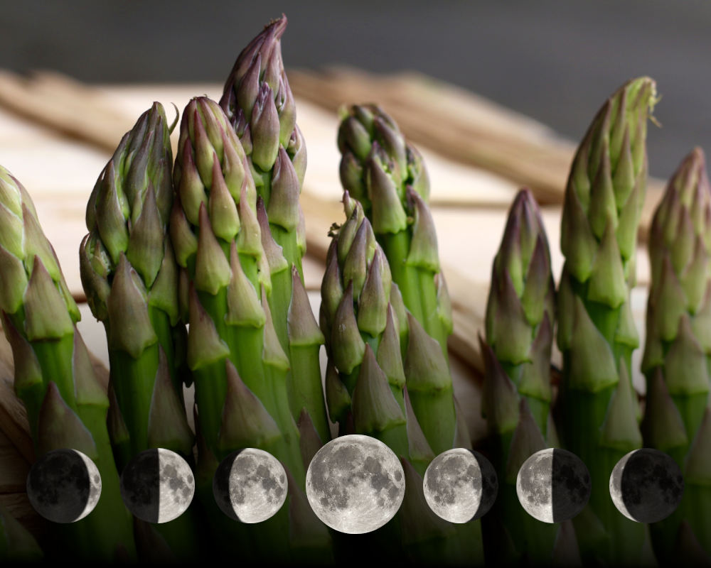 Cultiver les asperges avec la lune