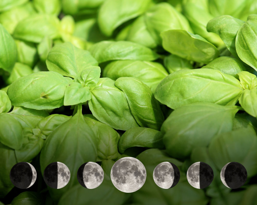 Cultiver le basilic avec la lune Cultiver le basilic avec la lune