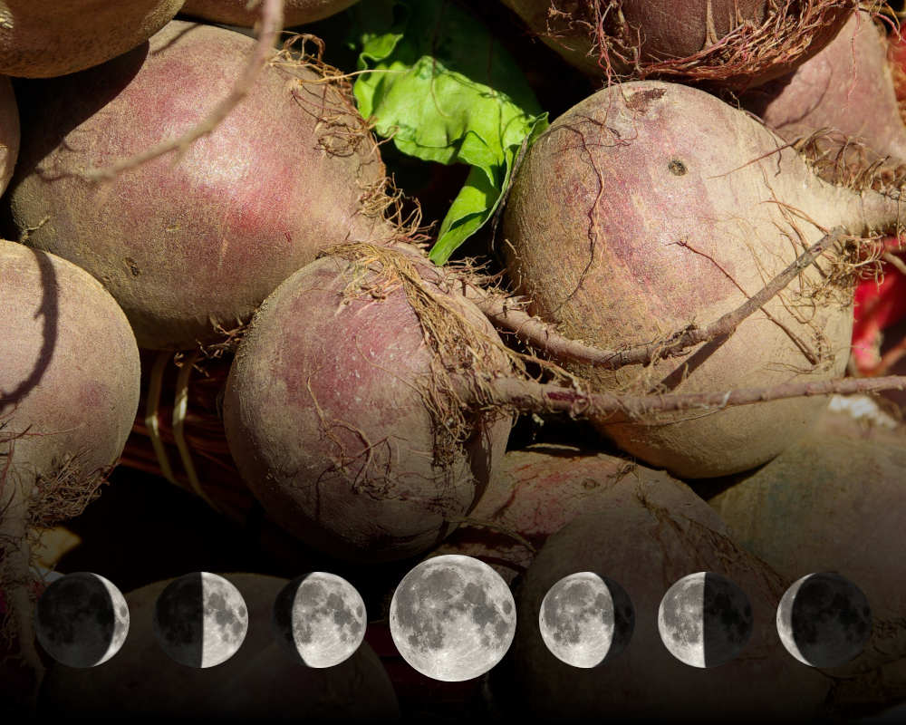 Cultiver la betterave avec la lune Cultiver la betterave avec la lune