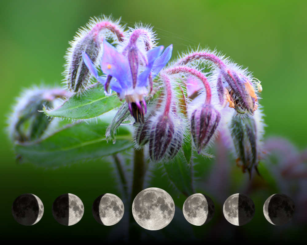 Cultiver la bourrache avec la lune