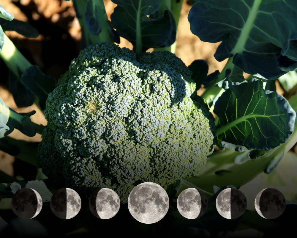 Cultiver les brocolis avec la lune
