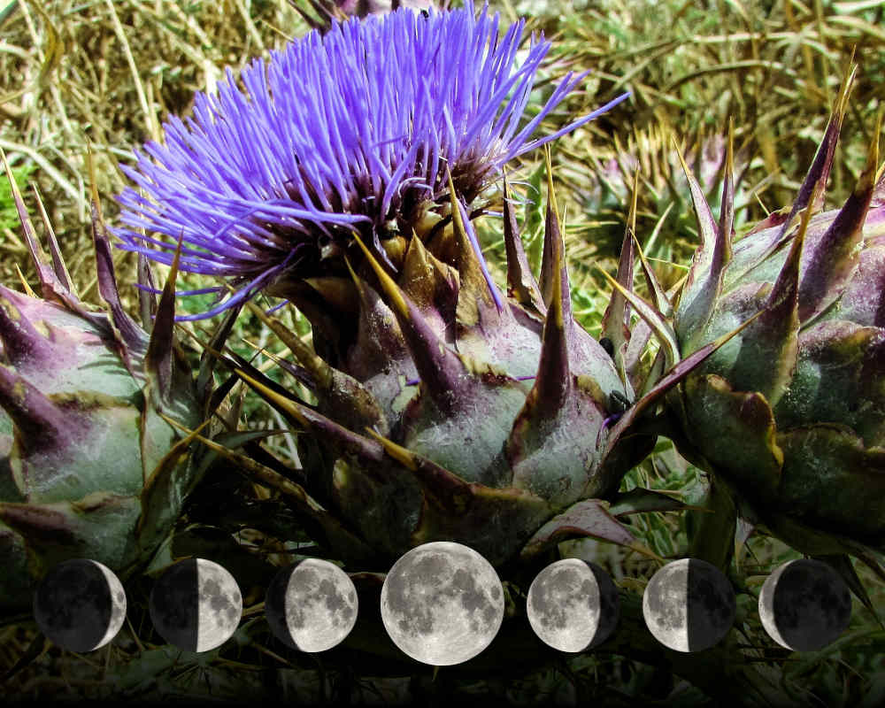 Cultiver le cardon avec la lune