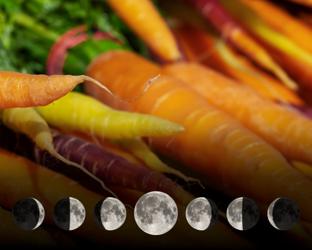 Cultiver les carottes avec la lune Cultiver les carottes avec la lune