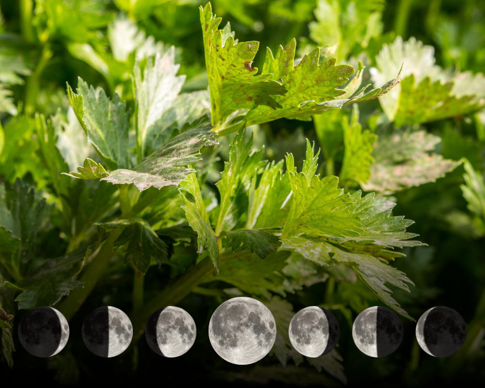 Cultiver le céleri-branche avec la lune Cultiver le céleri-branche avec la lune