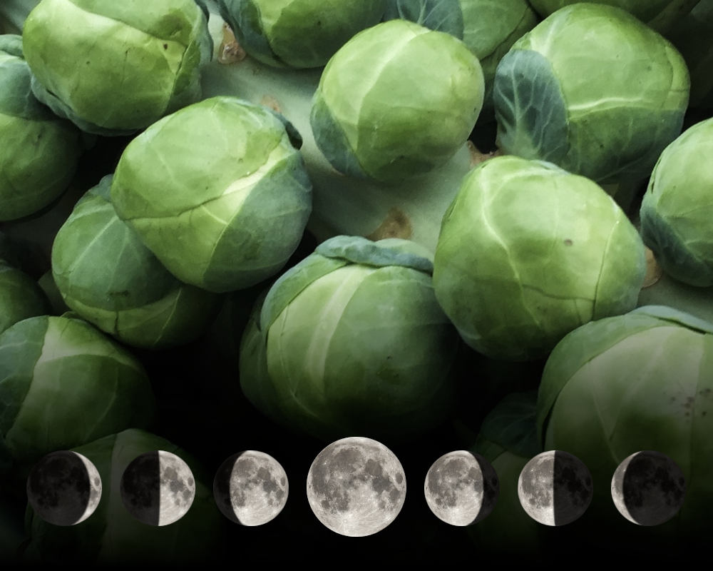 Cultiver les choux de Bruxelles avec la lune Cultiver les choux de Bruxelles avec la lune