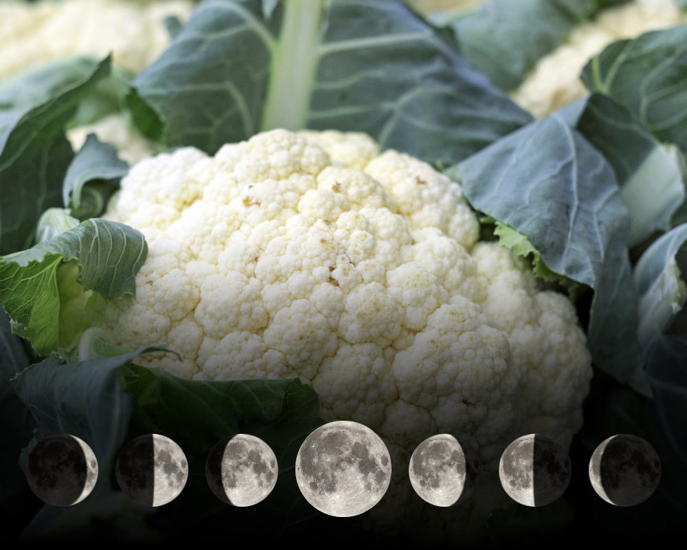 Cultiver les choux-fleurs avec la lune Cultiver les choux-fleurs avec la lune