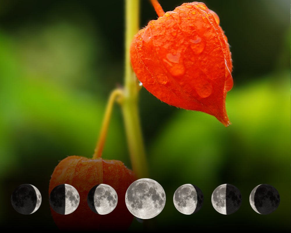 Cultiver le coqueret-du-pérou avec la lune