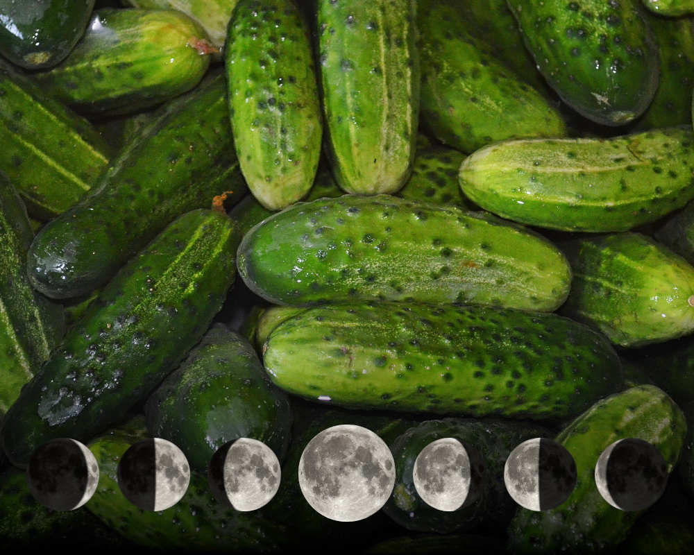 Cultiver les cornichons avec la lune