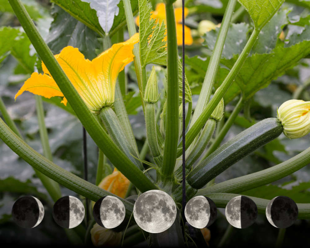 Cultiver les courges avec la lune