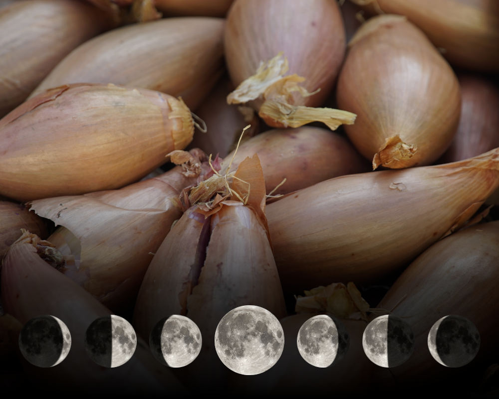 Cultiver les échalotes avec la lune Cultiver les échalotes avec la lune