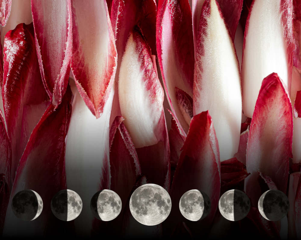 Cultiver les endives avec la lune Cultiver les endives avec la lune