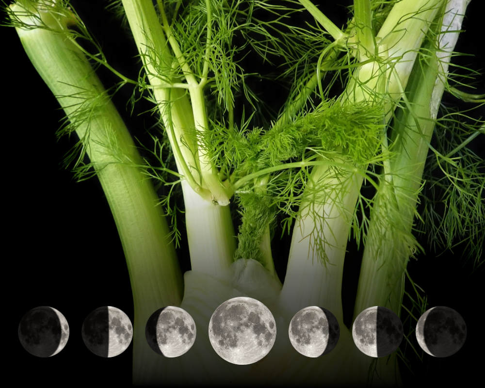 Cultiver le fenouil avec la lune Cultiver le fenouil avec la lune