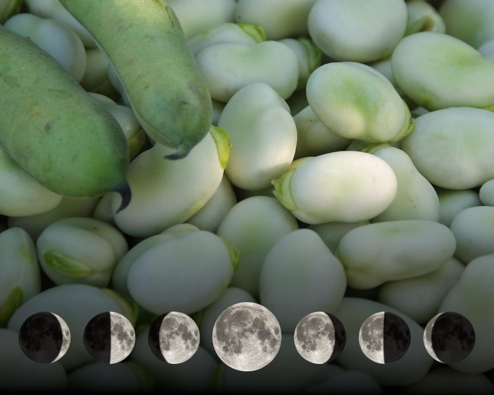 Cultiver les fèves avec la lune
