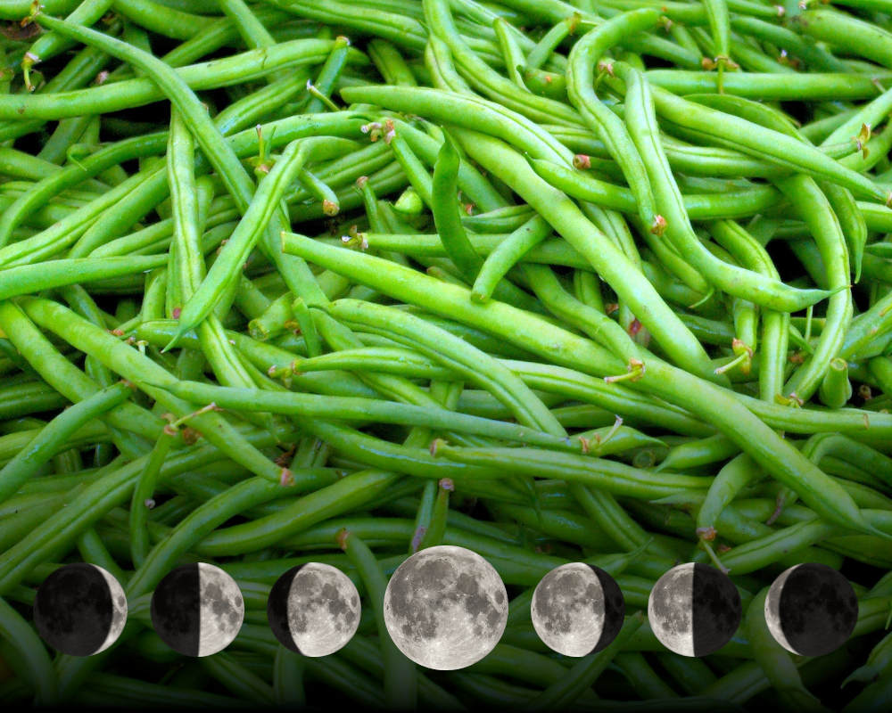 Cultiver les haricots avec la lune Cultiver les haricots avec la lune