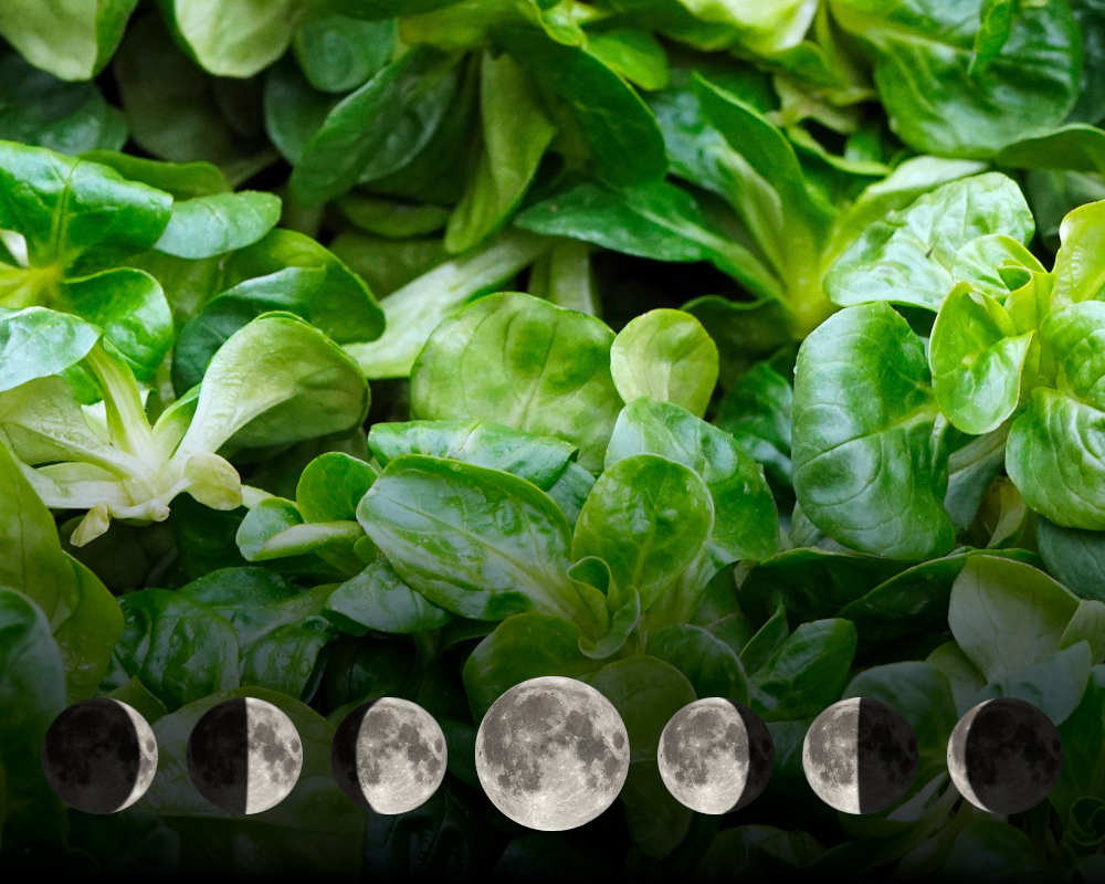 Cultiver la mâche avec la lune Cultiver la mâche avec la lune