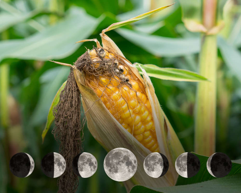 Cultiver le maïs doux avec la lune