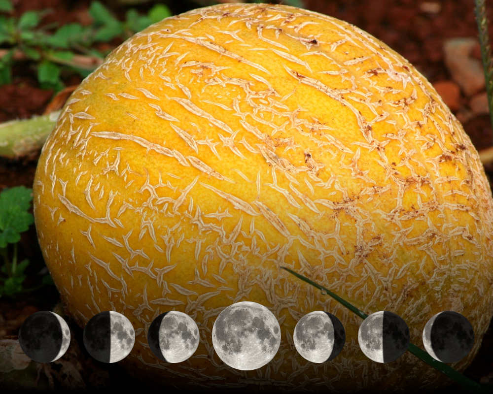 Cultiver les melons avec la lune