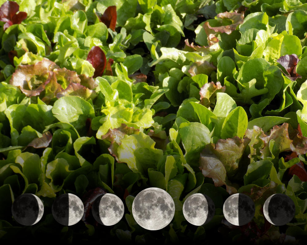 Cultiver le mesclun avec la lune