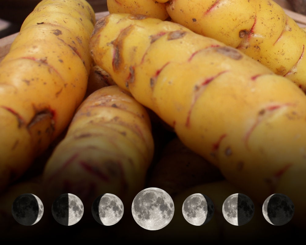 Cultiver l'oca-du-pérou avec la lune Cultiver l'oca-du-pérou avec la lune