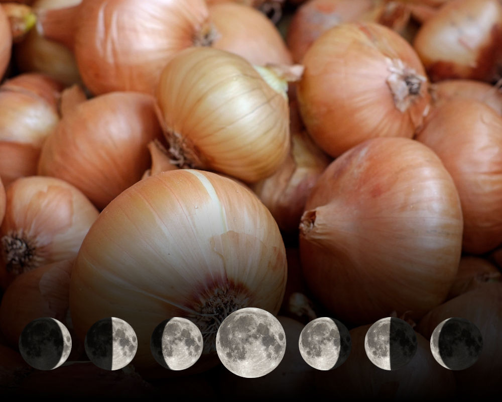 Cultiver les oignons avec la lune Cultiver les oignons avec la lune