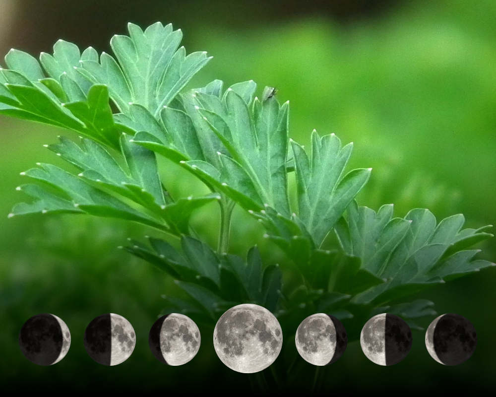 Cultiver le persil avec la lune Cultiver le persil avec la lune
