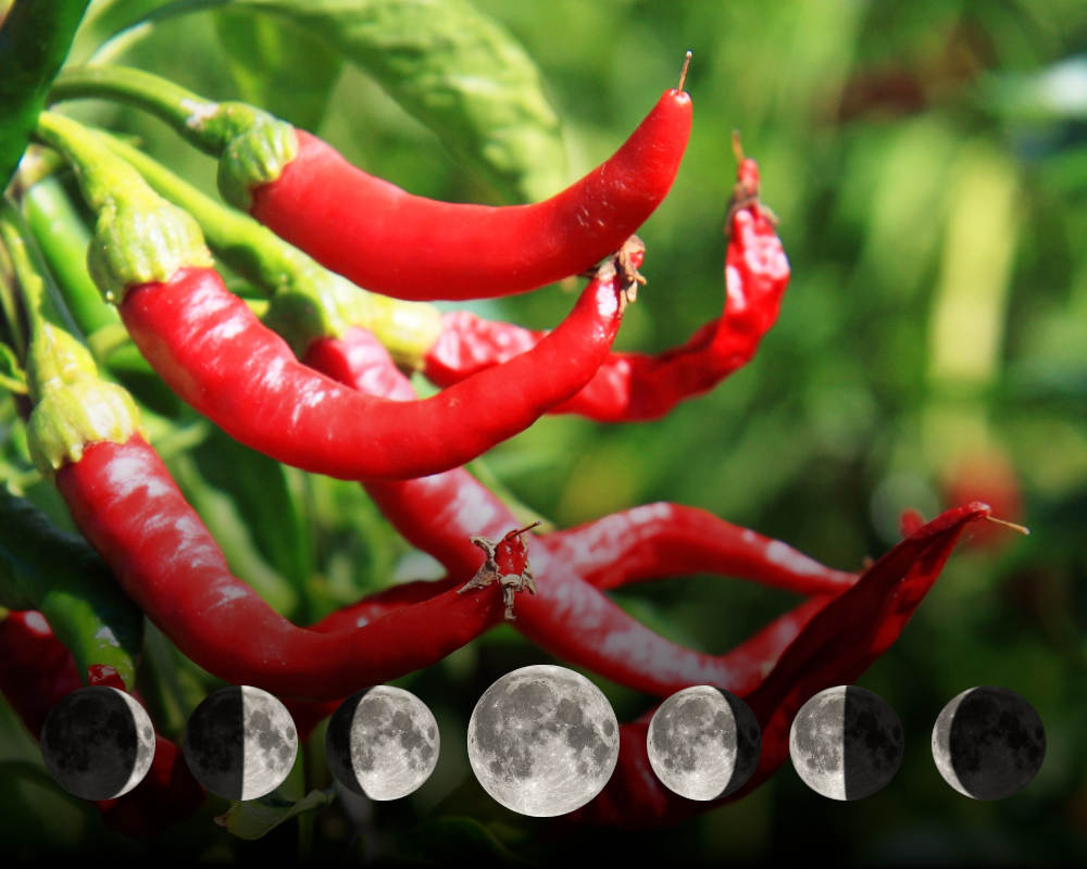 Cultiver les piments avec la lune