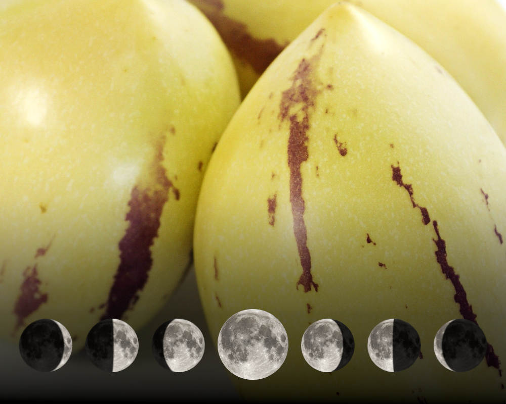 Cultiver les pepinos avec la lune Cultiver les pepinos avec la lune