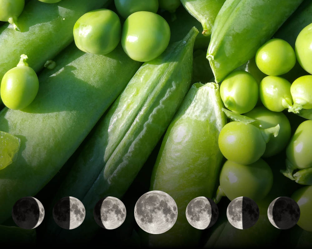 Cultiver les pois avec la lune