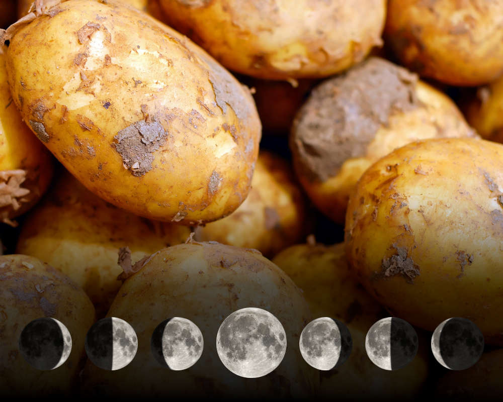 Cultiver les pommes de terre avec la lune