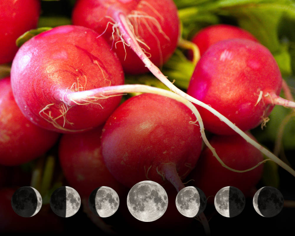 Cultiver les radis avec la lune Cultiver les radis avec la lune