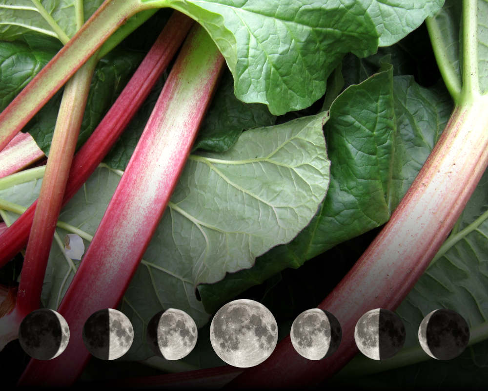 Cultiver la rhubarbe avec la lune