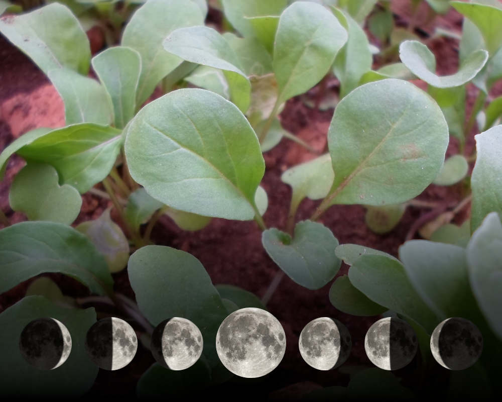 Cultiver la roquette avec la lune