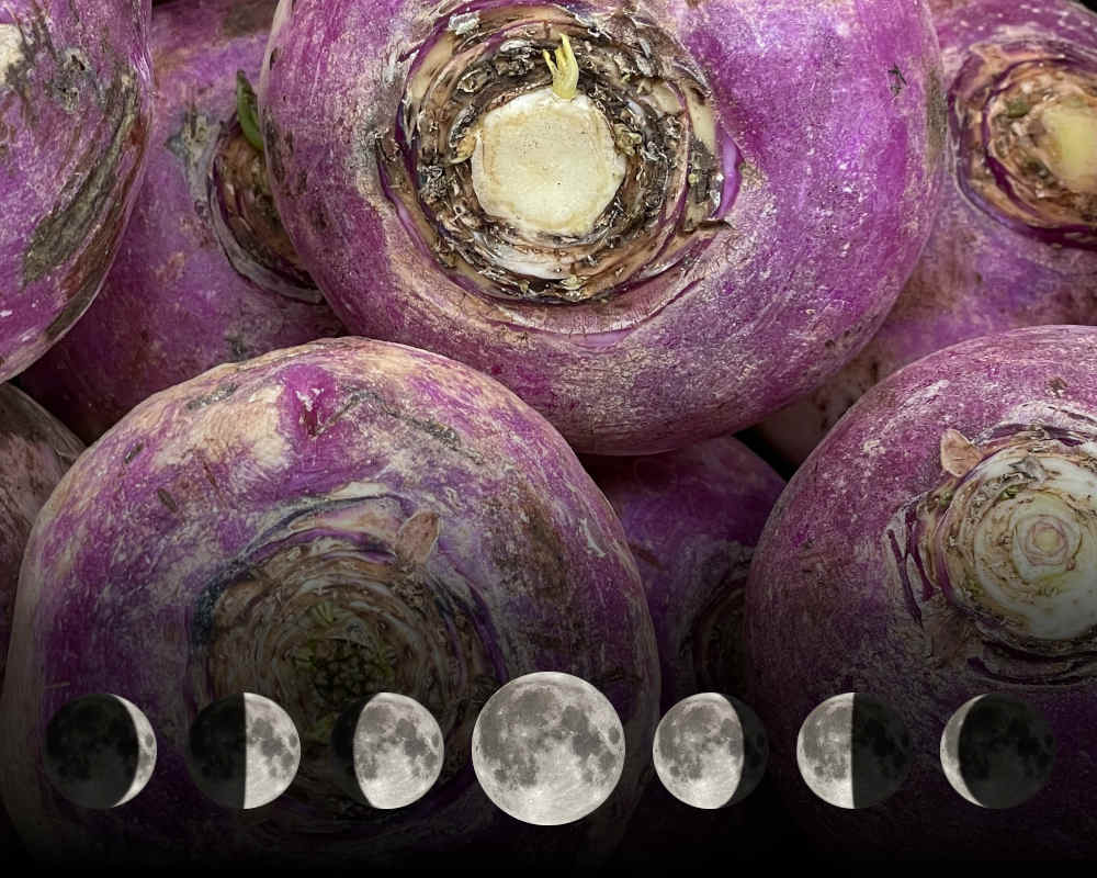 Cultiver les rutabagas avec la lune Cultiver les rutabagas avec la lune