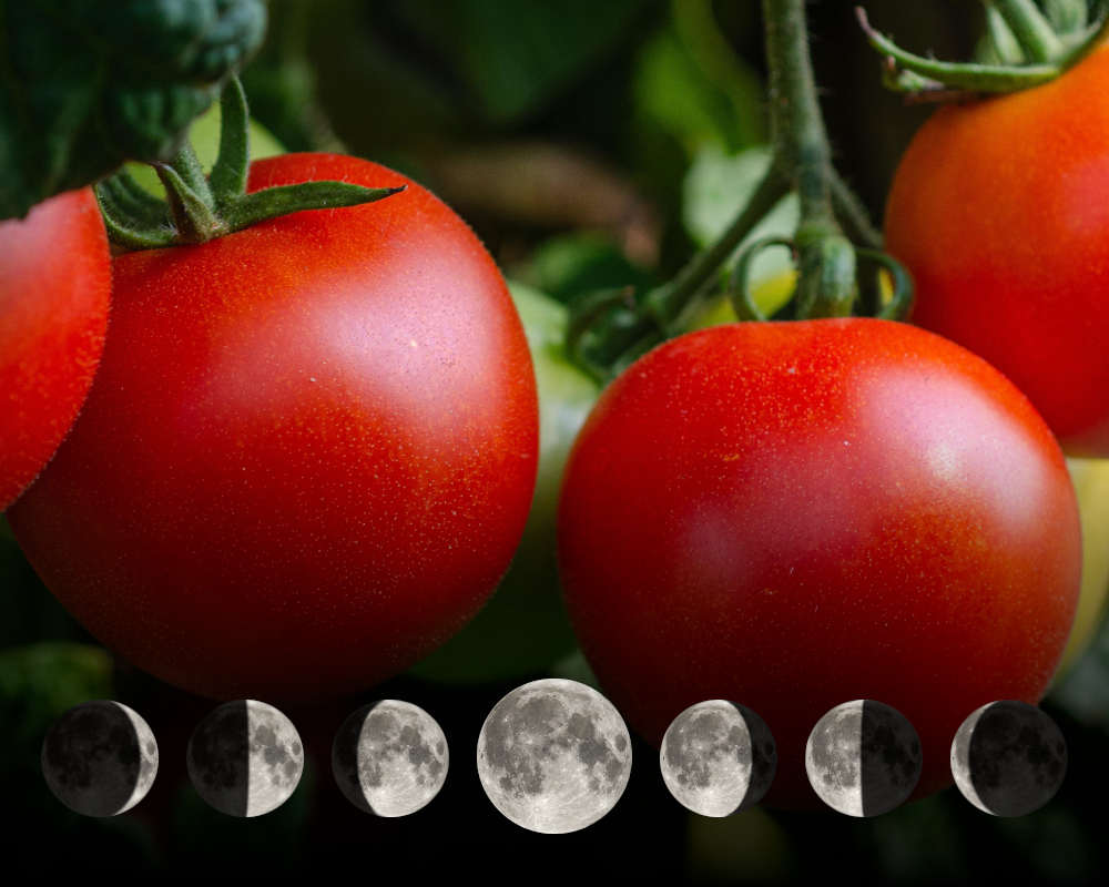 Cultiver les tomates avec la lune